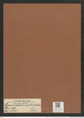 Coscinodiscus splendidus Grev. (de-Toni-Nr.: Genus 202, Species 4889) Zeichnungen Sammlung Grunow Mappe 04726 (Herbarium_W_Grunow_drawings_Folder_04726)